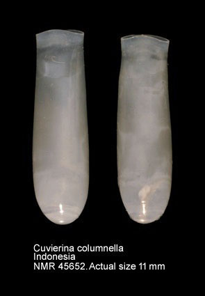 Cuvierina columnella (3).jpg - Cuvierina columnella (Rang,1827)